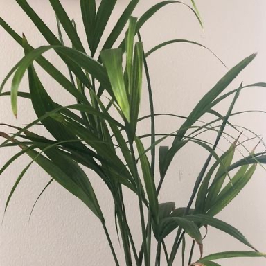 Kentia Palm plant photo by @ariel named Kentia on Greg, the plant care app.