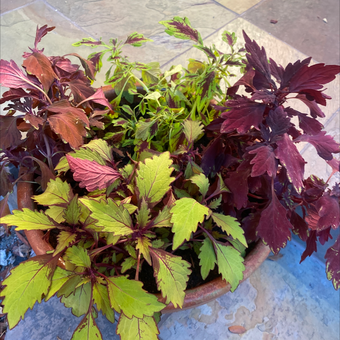 A vibrant and healthy coleus plant with deep red, burgundy, green and yellow leaves in a clay pot.