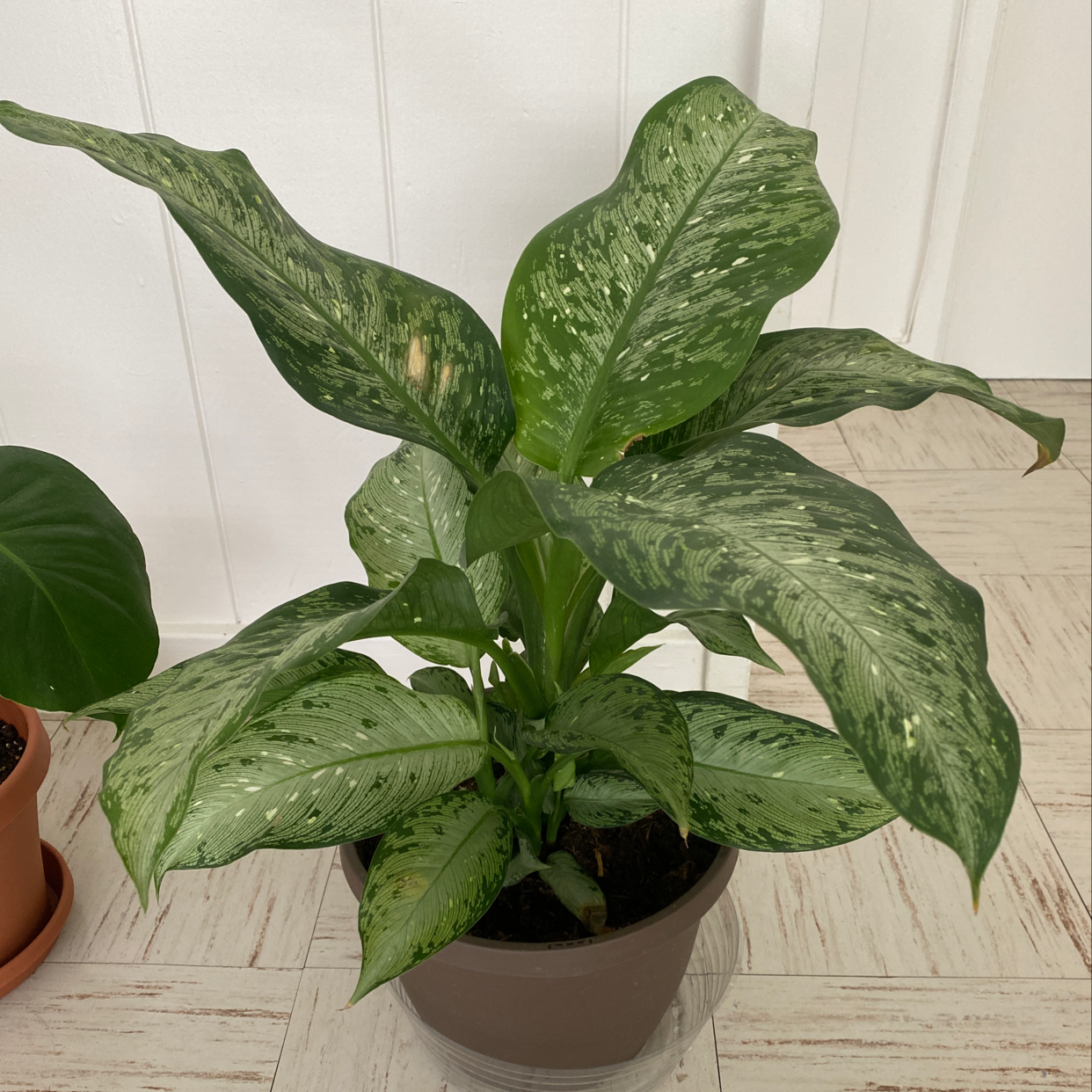Healthy Dieffenbachia plant with large, lush green and white variegated leaves, potted in a dark planter.