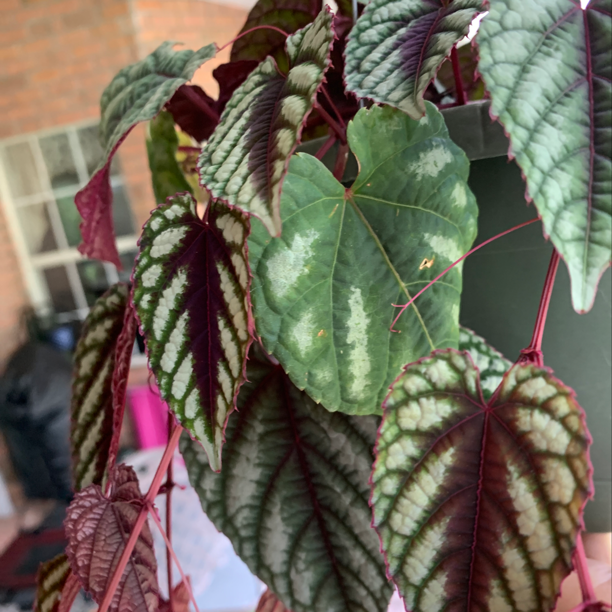 Photo of the plant species toxic mushroom by Liz a named Rexy on Greg, the plant care app