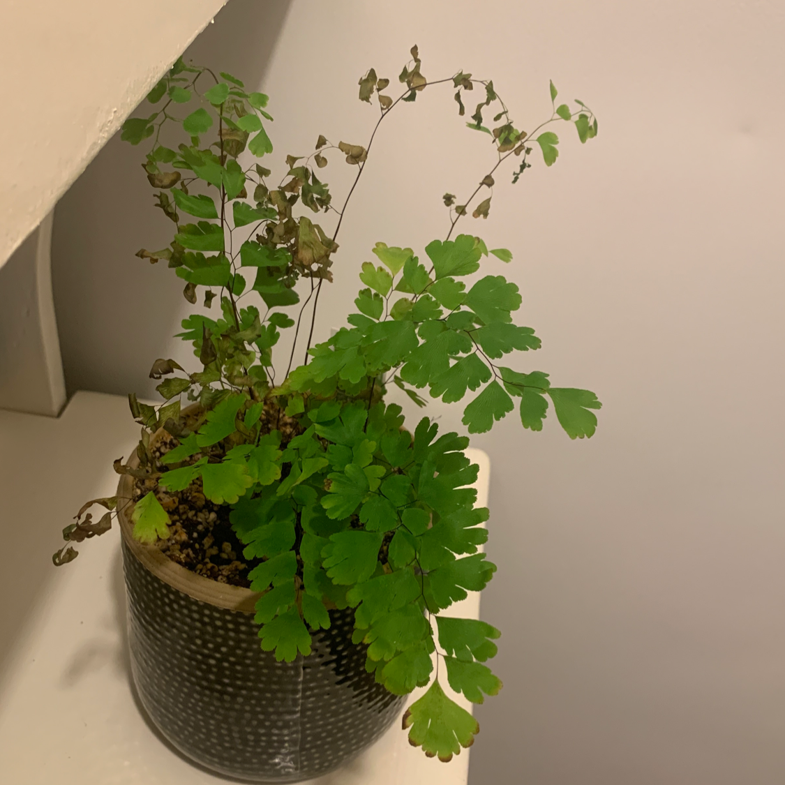 Potted Hemionitis raddiana plant with green and brown leaves on a white surface.