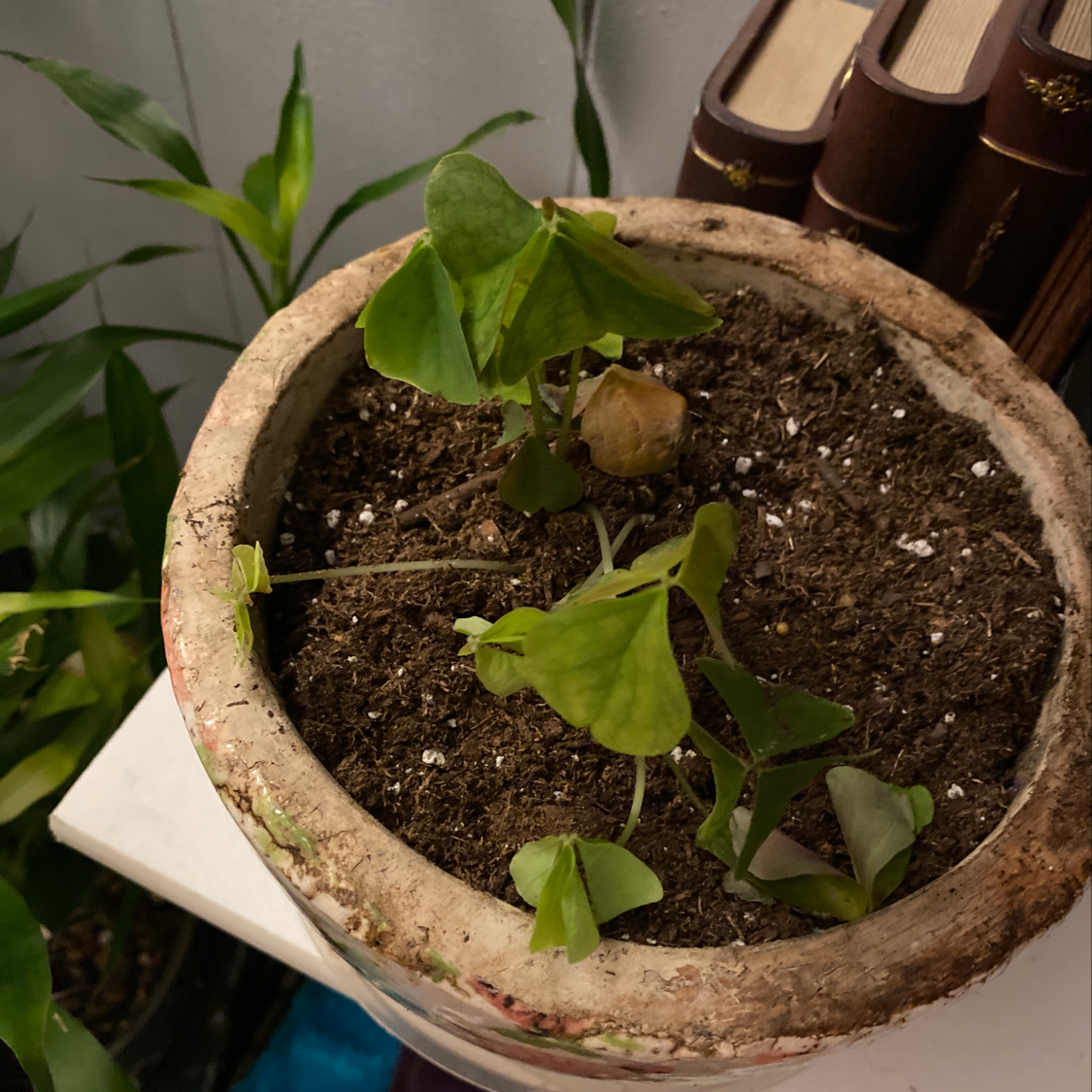 Healthy potted Purple Shamrocks plant with vibrant green triangular leaves growing in rich soil in a terracotta pot.