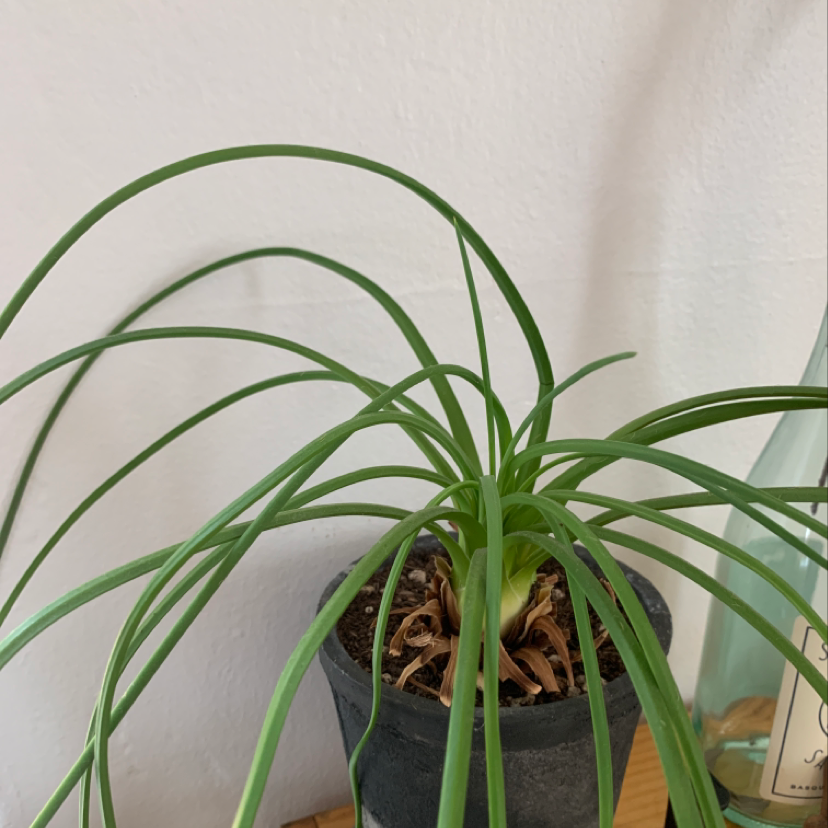 Healthy potted Ponytail Palm with long, arching green leaves growing from a swollen onion-shaped base, in a dark container with visible soil.