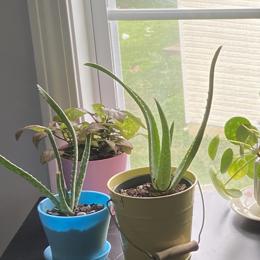 Photo of the plant species Colada by Sydney named polka dot plant on Greg, the plant care app