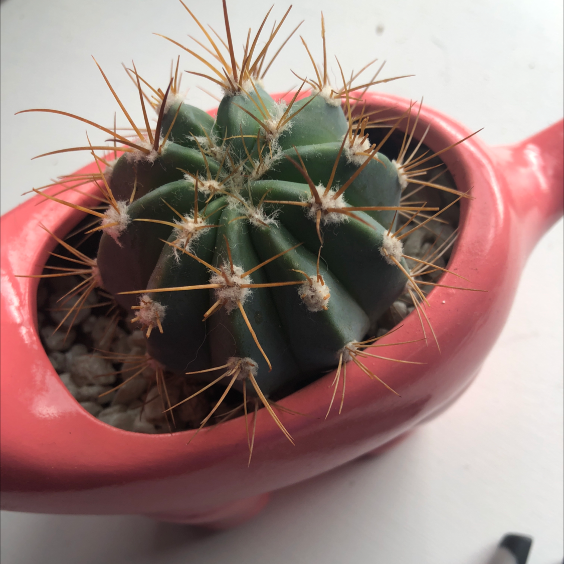 Blue Barrel Cactus in a pink pot, appears healthy and well-framed.