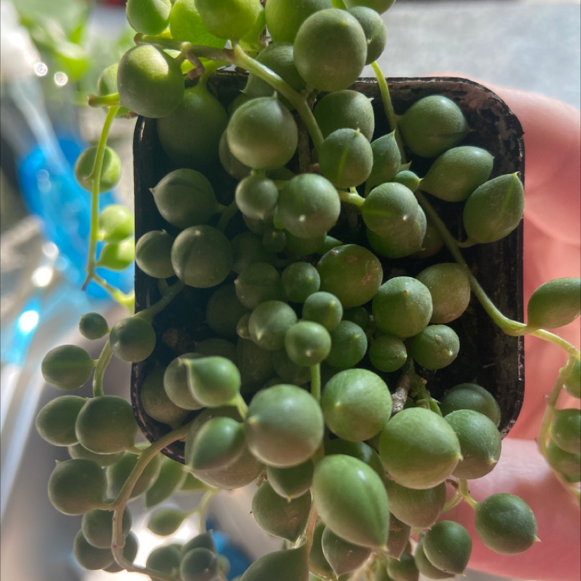 String of Pearls plant in a small pot, with healthy green bead-like leaves.