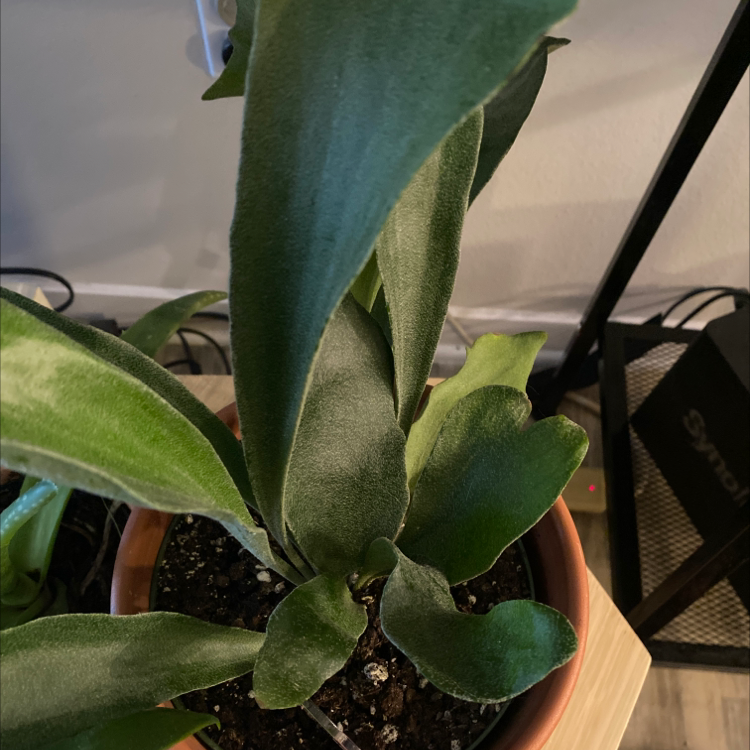 Potted Elkhorn Fern with healthy green leaves and visible soil.