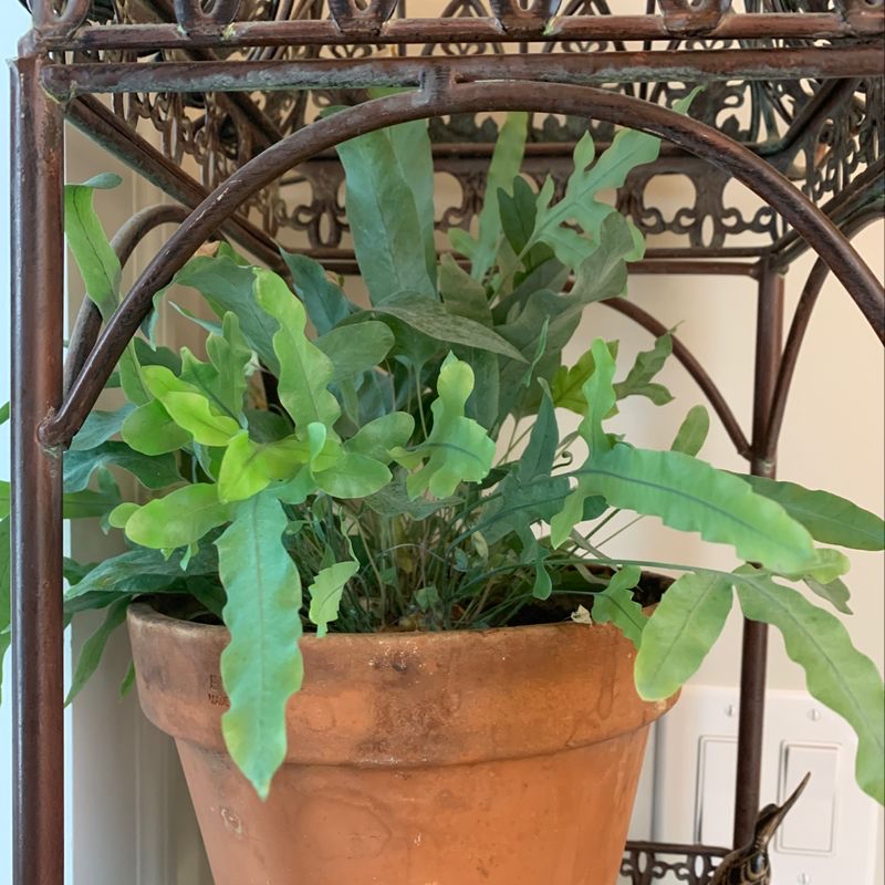 Blue Star Fern in a terracotta pot on a decorative metal stand.