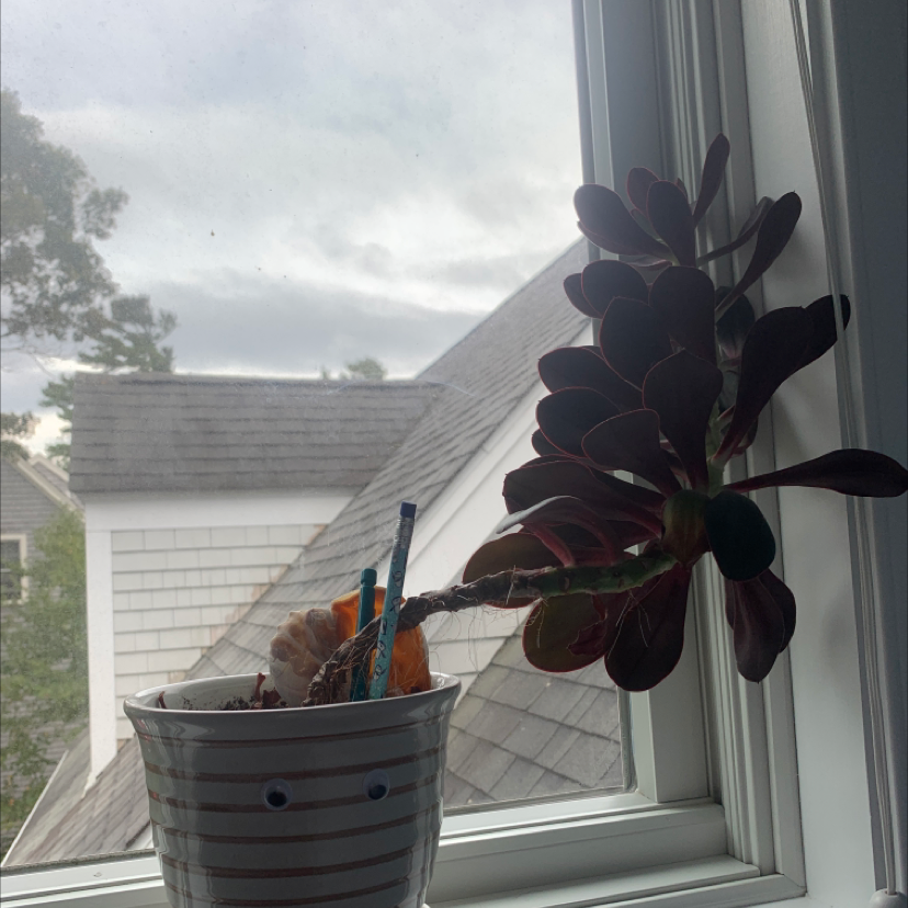 Tree Aeonium plant in a pot on a windowsill, leaning towards the window.