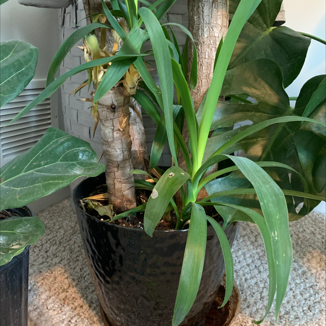 A potted Blue-Stem Yucca plant with long blue-green leaves showing some brown tips, in a wicker basket on carpet.