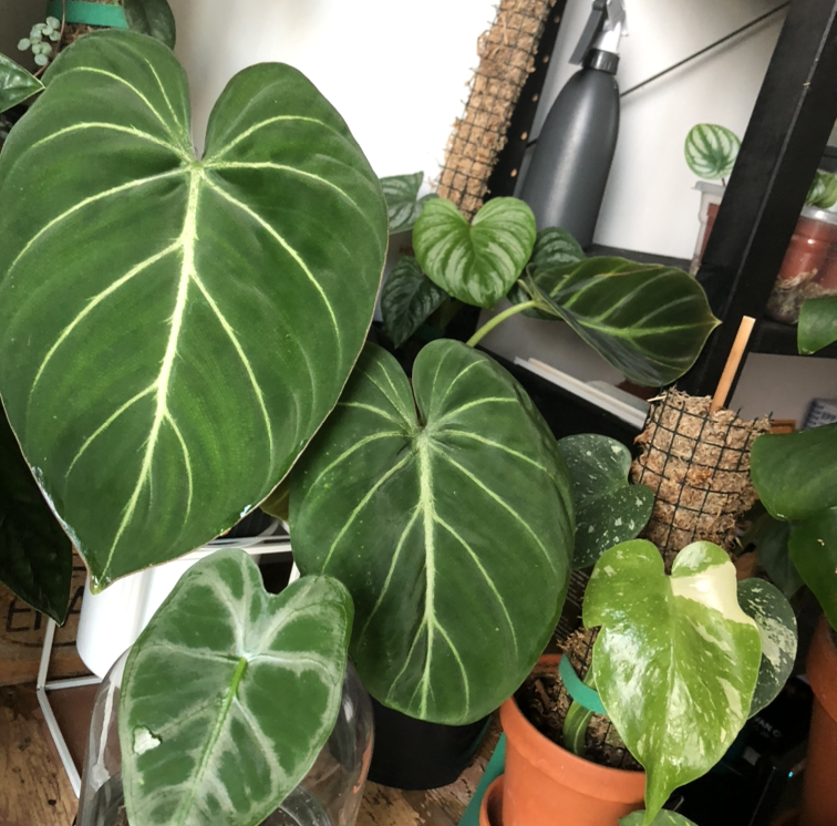 Healthy, mature Heartleaf Philodendron with large green heart-shaped leaves in a terracotta pot.