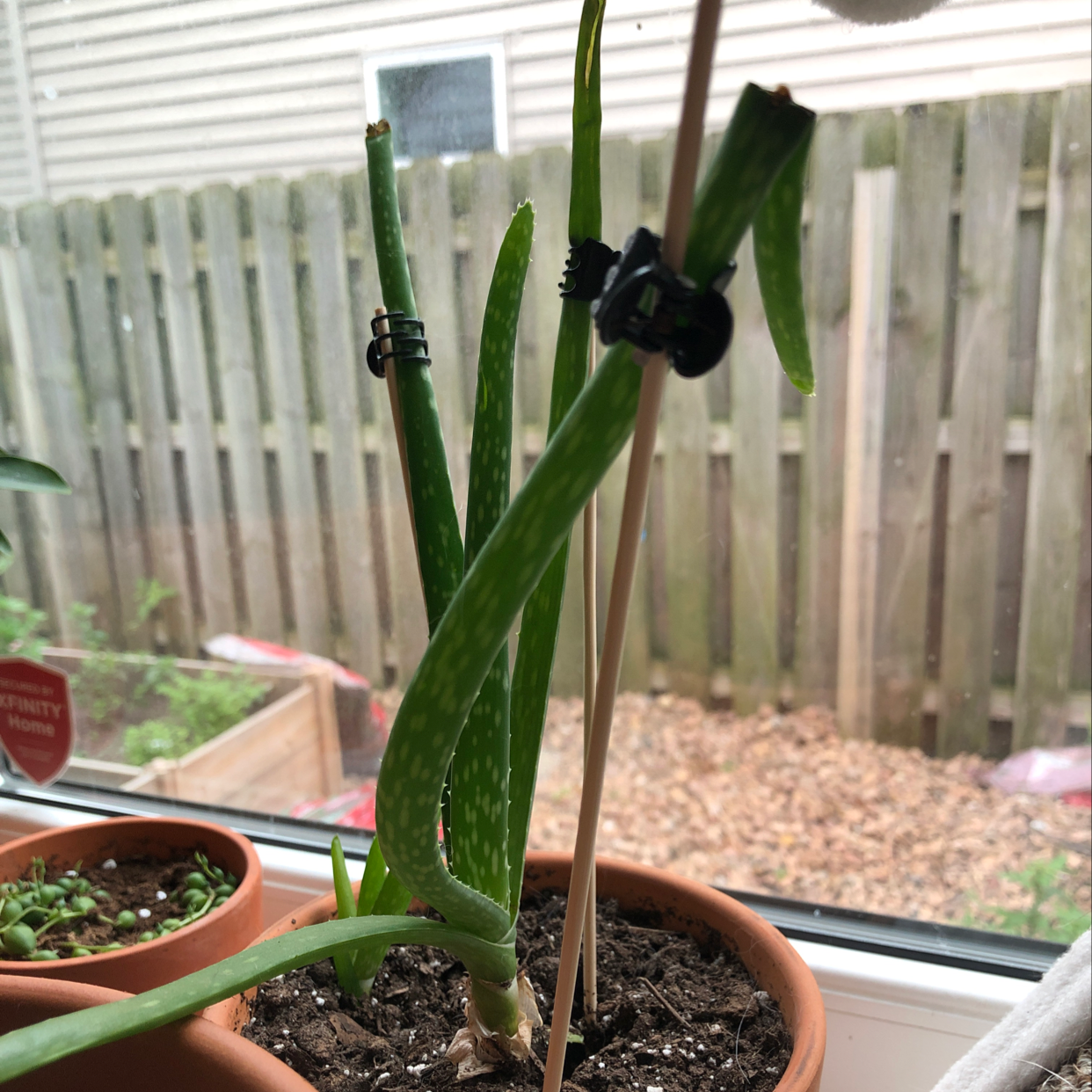 Photo of the plant species Spider Flower by Lauren named Aloe on Greg, the plant care app