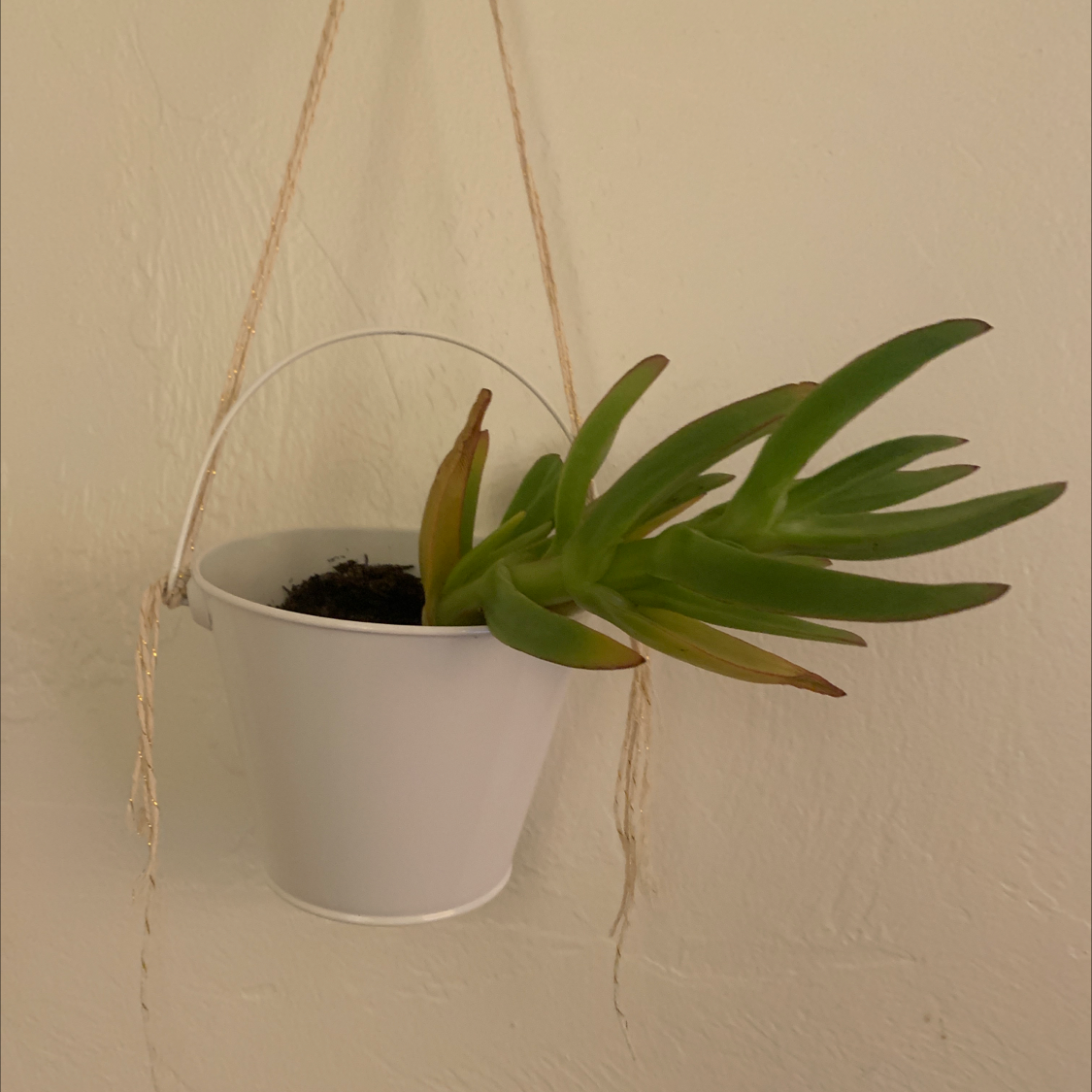 Hottentot Fig plant in a white hanging pot with slight yellowing and browning on some leaves.