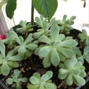 Ghost Plant plant photo by @BeeBalm named Succulent 2 blue on Greg, the plant care app.
