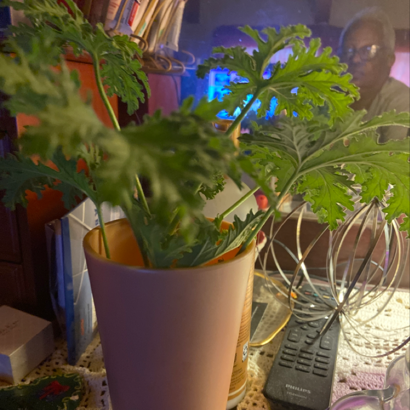Sweet Scented Geranium in a pot with green leaves, household items in the background.