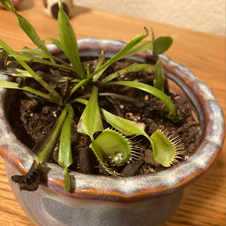 Venus Fly Trap in a pot with some browning leaves and visible soil.