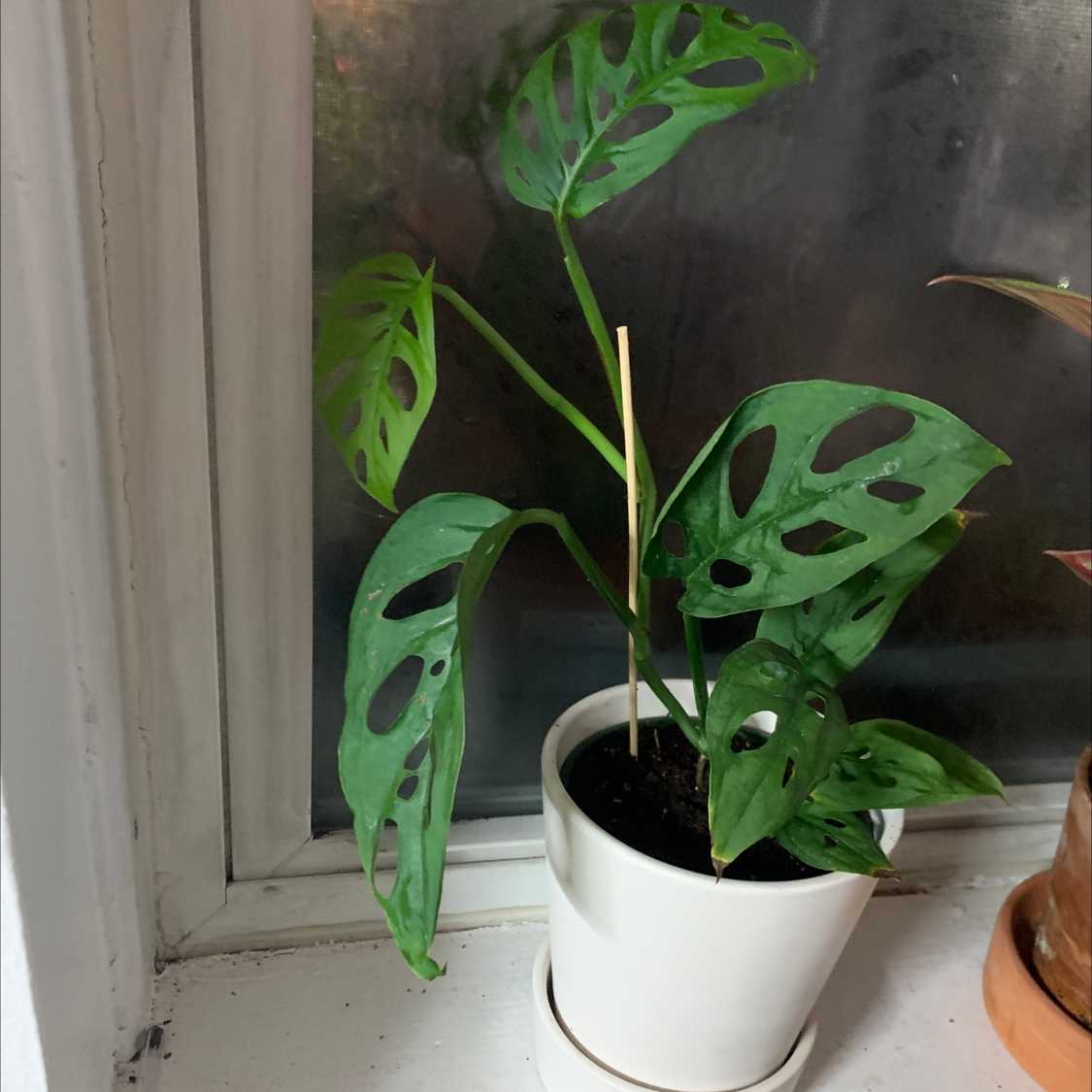Healthy Monstera deliciosa houseplant with large fenestrated leaves, in a white ceramic pot on a windowsill.