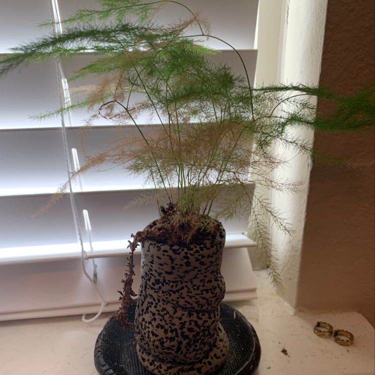 Healthy asparagus fern houseplant in a decorative leopard print pot sitting on a wood floor near a window.