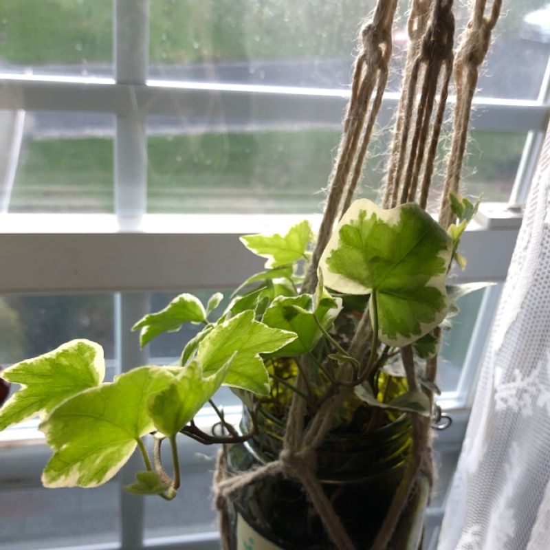 Variegated ivy plant in a hanging container near a window with vibrant green and white leaves.