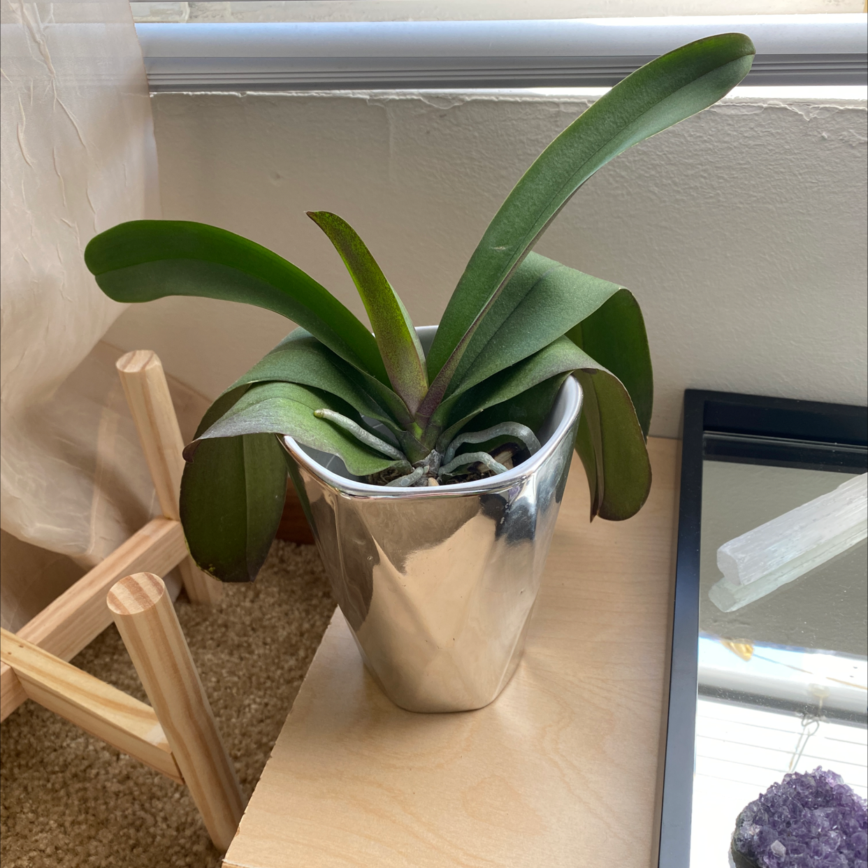 Jewel Orchid in a metallic pot on a wooden surface, appearing healthy with green leaves.