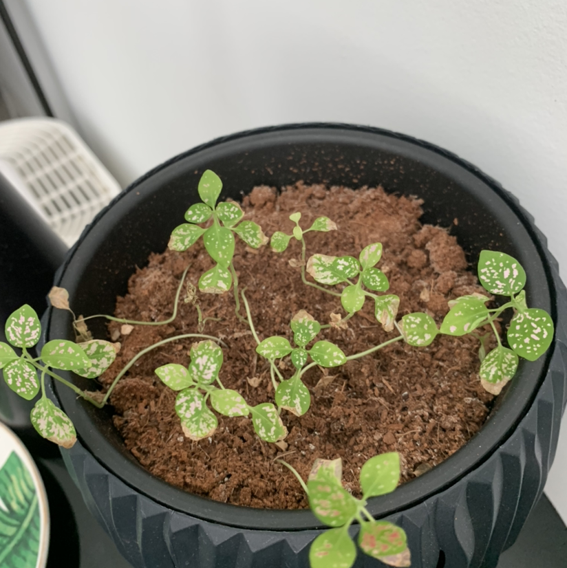 Photo of the plant species Purple rauschii by Arden named Sherlok on Greg, the plant care app