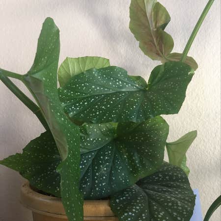 Photo of the plant species Angel Wing Begonia by @LilRagan named Dots on Greg, the plant care app