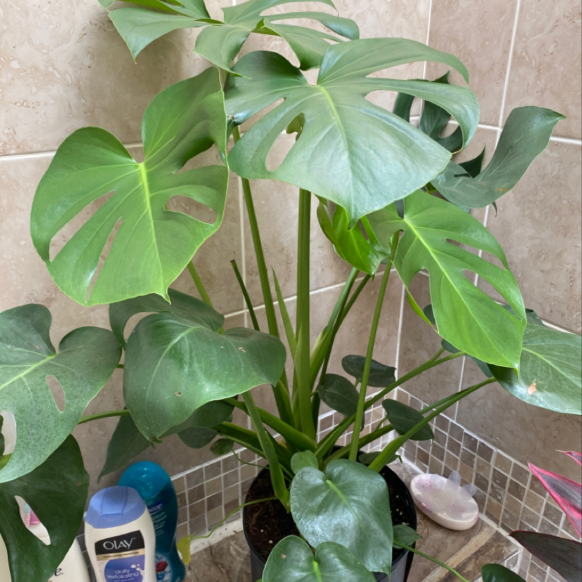 Healthy Monstera deliciosa plant with large green split leaves, potted in a wire basket, on a bathroom counter.
