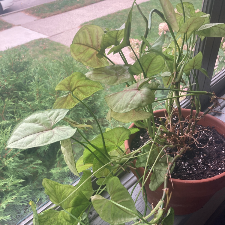 Photo of the plant species Rose by Jonah named Emerson on Greg, the plant care app