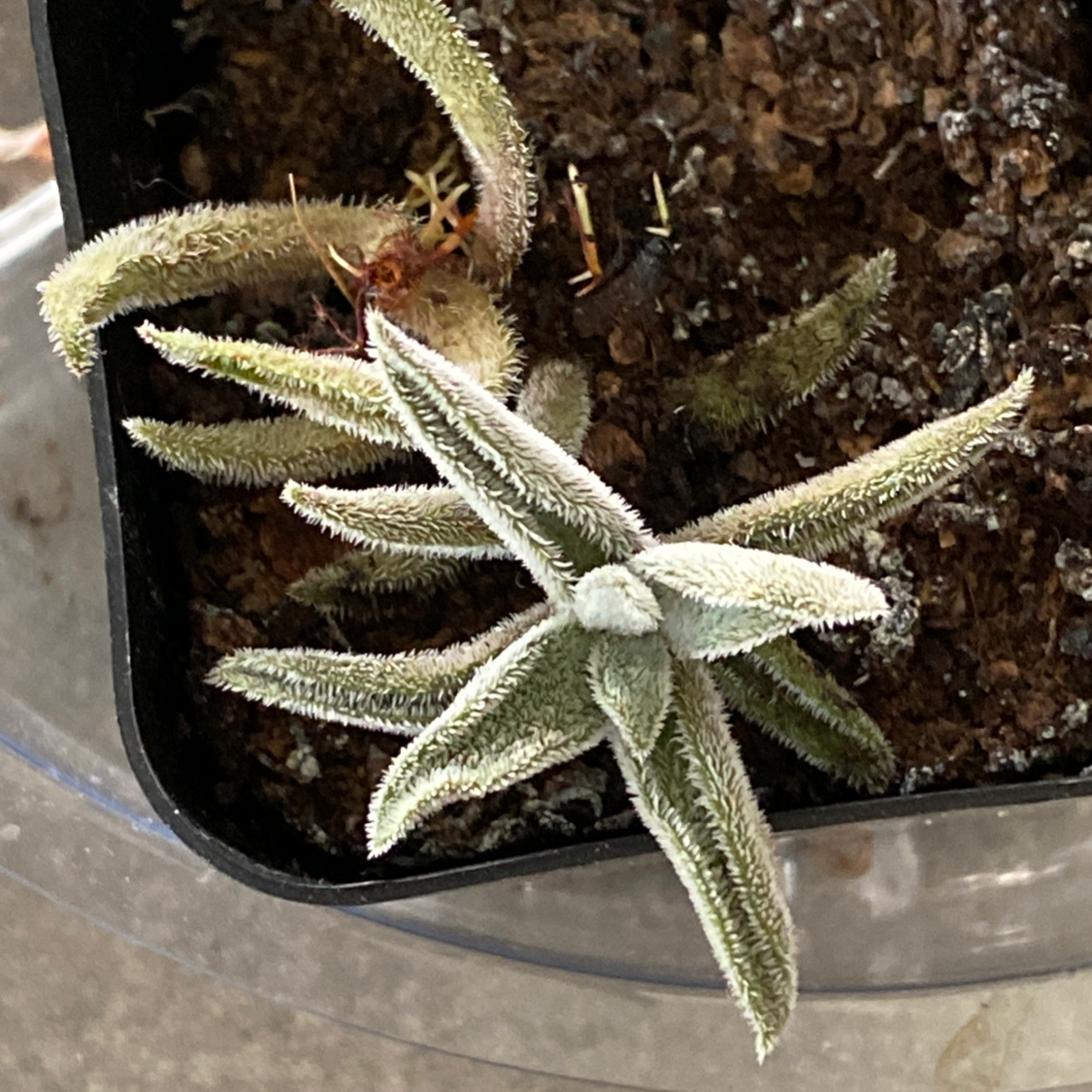 Bredasdorp Gasteria plant in a pot with visible soil, showing fuzzy green leaves.