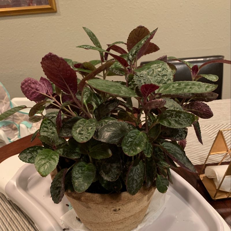 Photo of the plant species Waffle Plant by @adam named Tammy on Greg, the plant care app