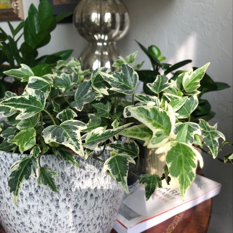 A thriving English Ivy plant with variegated green and white leaves, growing in a white speckled ceramic pot.