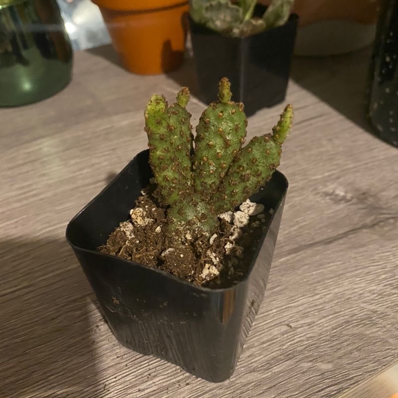 Drooping Prickly Pear in a black plastic pot with visible soil.