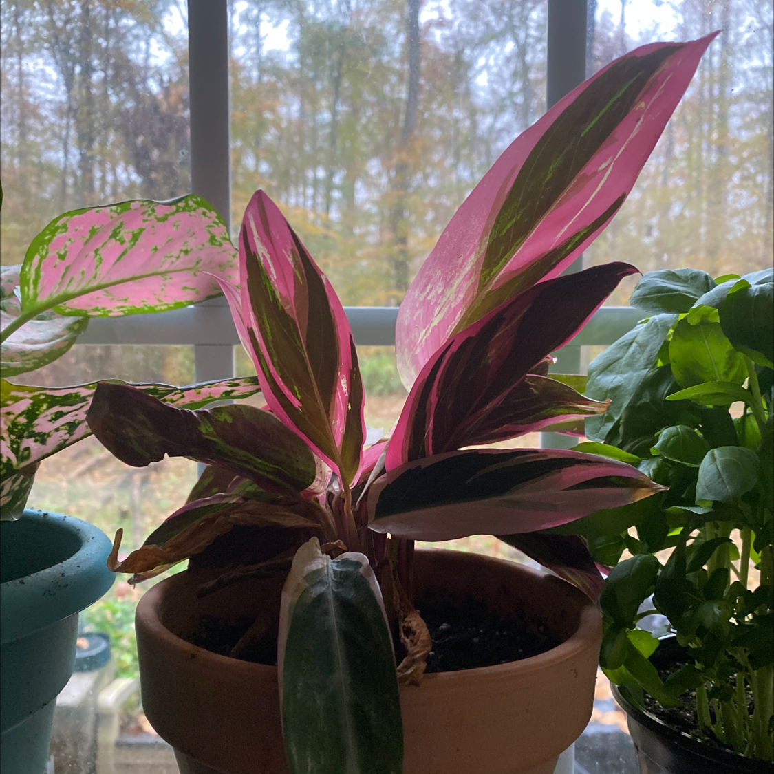 Healthy Ti plant with large, glossy reddish-purple leaves arching gracefully from the center, in a pot on a windowsill.