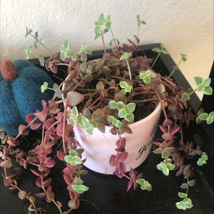A healthy Crassula pellucida succulent plant with heart-shaped, variegated leaves growing in a small white ceramic pot.