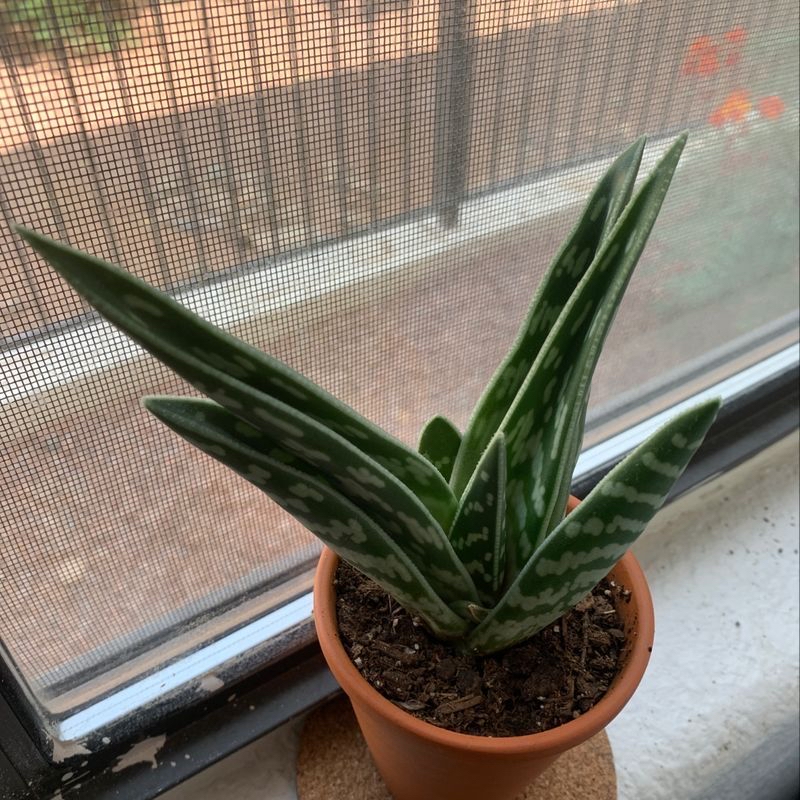 Photo of the plant species Flame Violet Silver Pinky by Mary named Carole Baskin on Greg, the plant care app
