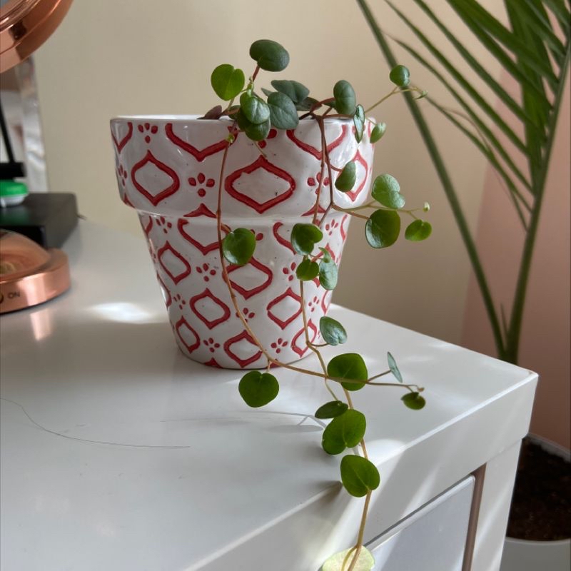 A healthy Chain of Hearts plant with vibrant green foliage cascading from a red and white patterned pot, sitting on a white surface.