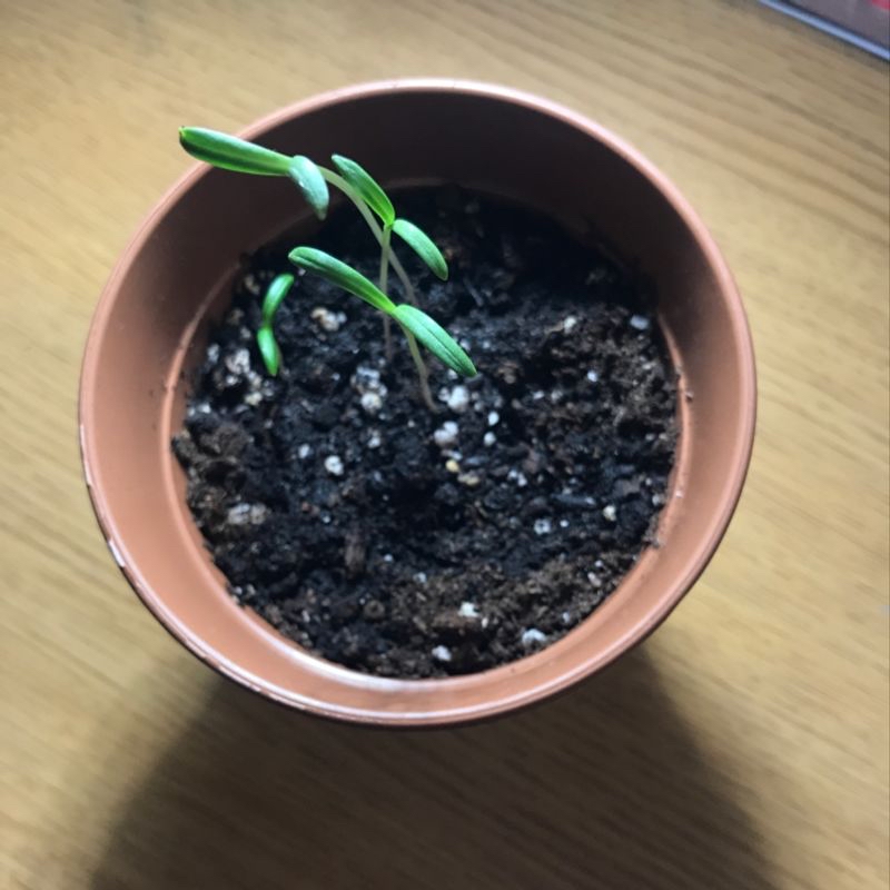 Photo of the plant species Pyrus Communis by Kylie named Cosmo on Greg, the plant care app