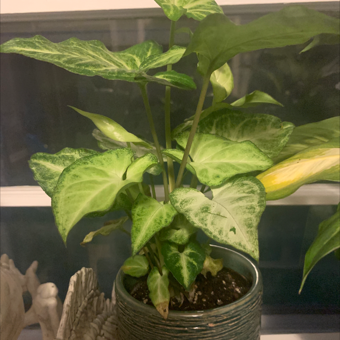 An Arrowhead Plant in a woven planter showing green variegated leaves with some lower leaf yellowing.