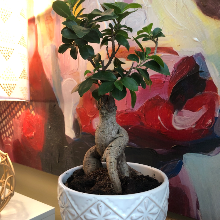 Healthy Ficus Ginseng bonsai with thick trunk and dense green foliage, potted in a white geometric planter.