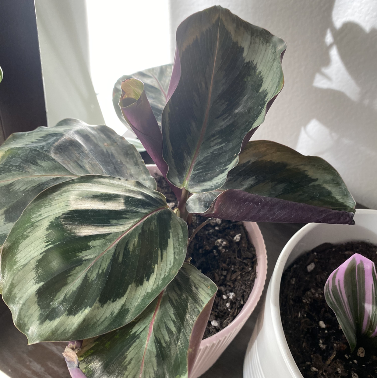 Healthy calathea plant with vibrant, variegated green, white, and purple leaves in a white ceramic pot with dark soil.