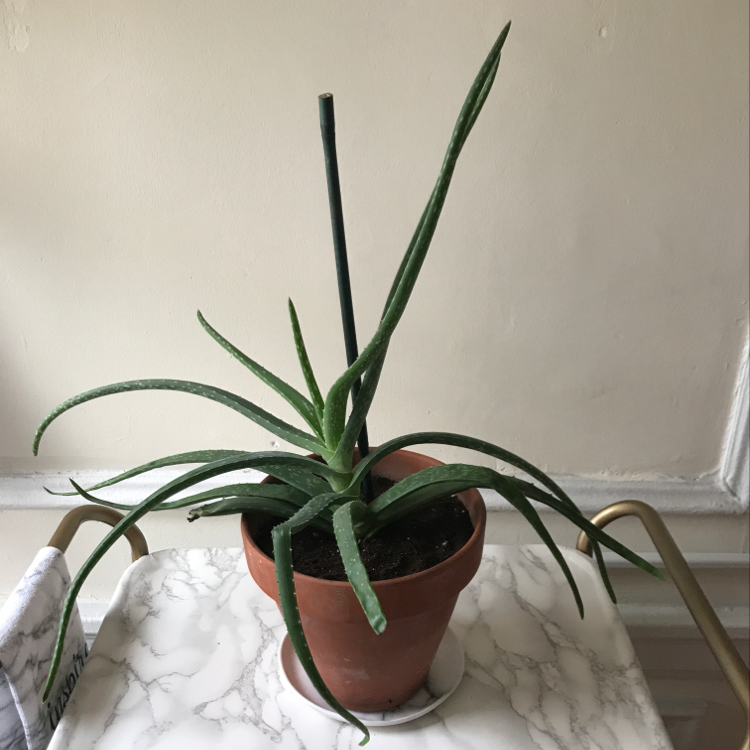 A healthy aloe vera plant with long, pointed green leaves growing in a brown terracotta pot.