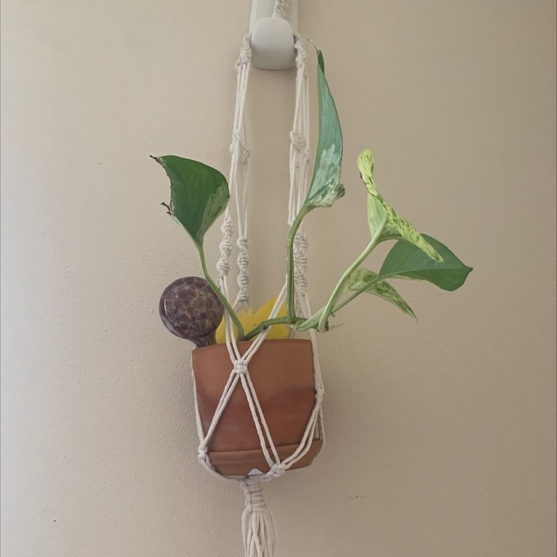 Plant care for Cliff Cotyledon on Greg, the plant care app