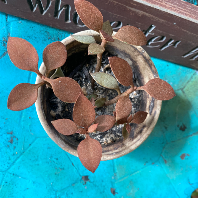 Top view of a Copper Spoons plant in a small pot with reddish-brown leaves.