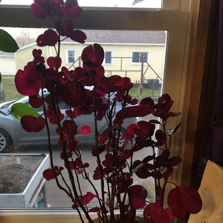 A healthy, thriving Herbst's Bloodleaf plant with deep burgundy leaves, positioned in front of a bright window.