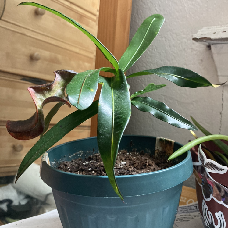 Healthy Croton 'Petra' plant with glossy variegated leaves in a teal plastic pot, soil visible.