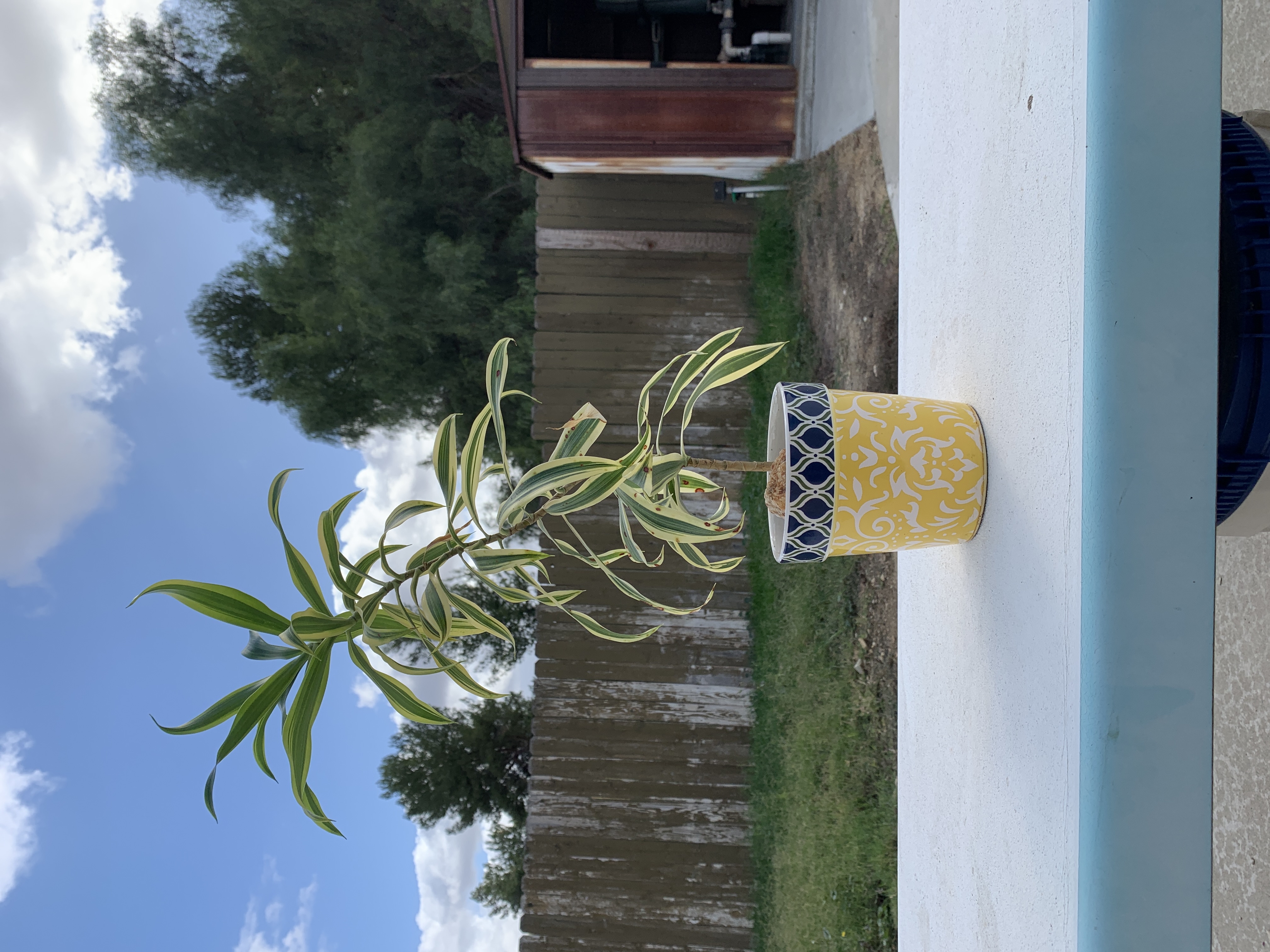 Potted Song of India plant with green and yellow striped leaves sitting outdoors on wooden step, a few lower leaves yellowing.