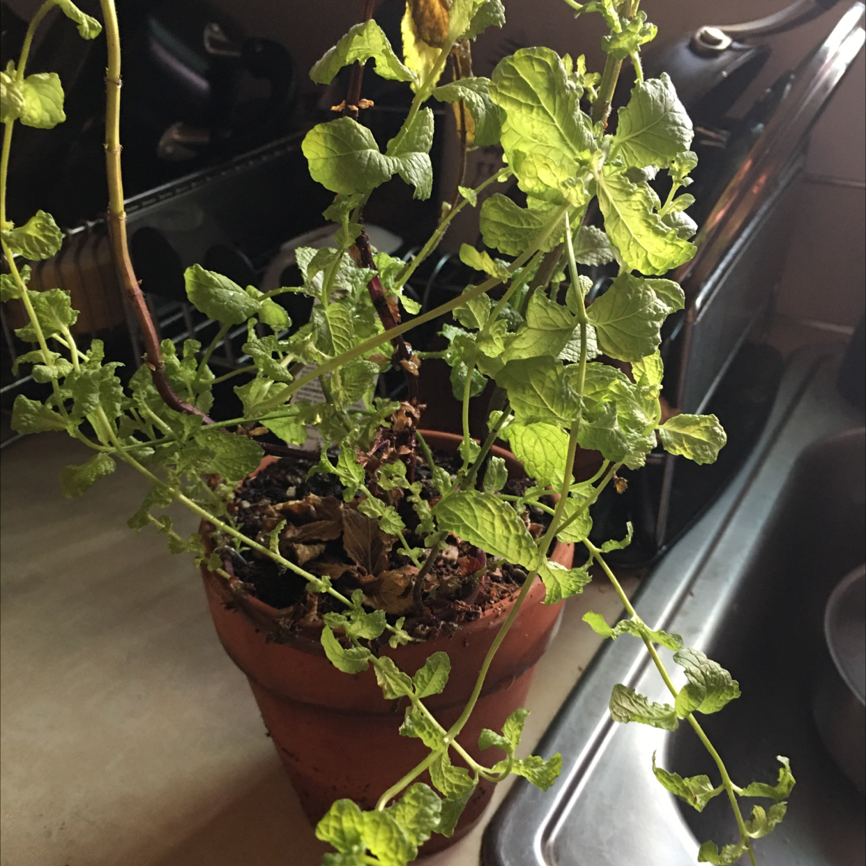 Apple Mint plant in a pot with some yellowing and browning leaves, indicating potential health issues.
