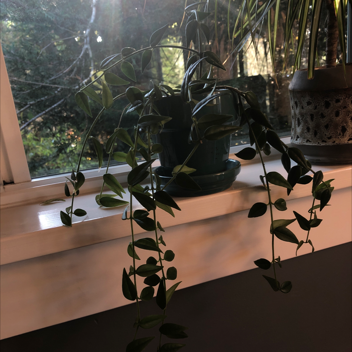 Several healthy waxplants with long trailing vines and glossy green leaves, hanging in front of a bright window.