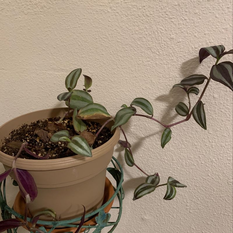 Photo of the plant species Cape Grape by Jessica named Tradescantia on Greg, the plant care app