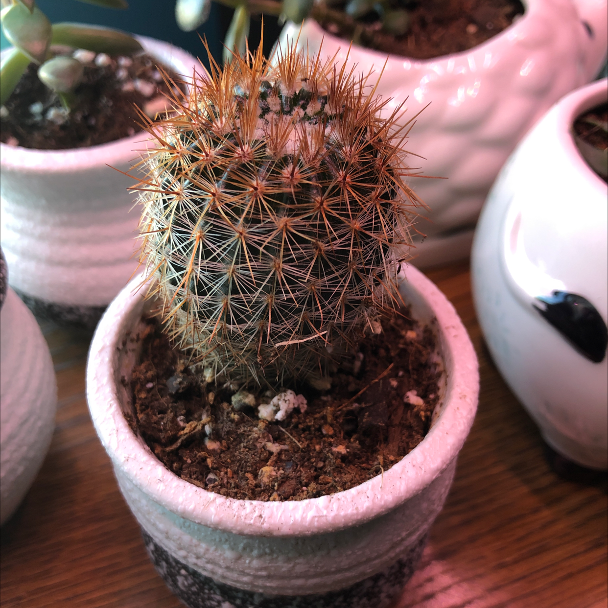 Spiny Pincushion Cactus in a small pot with visible soil, well-framed and focused.
